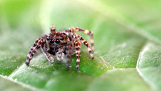 Springspinne (5).jpg